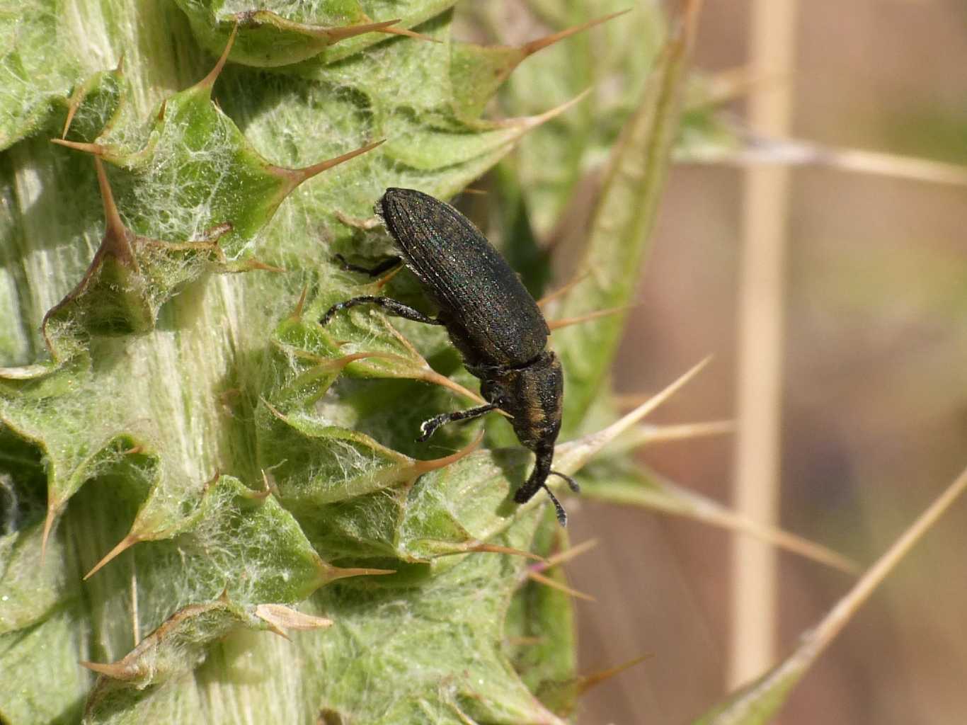 Lixus o Larinus? O altro?